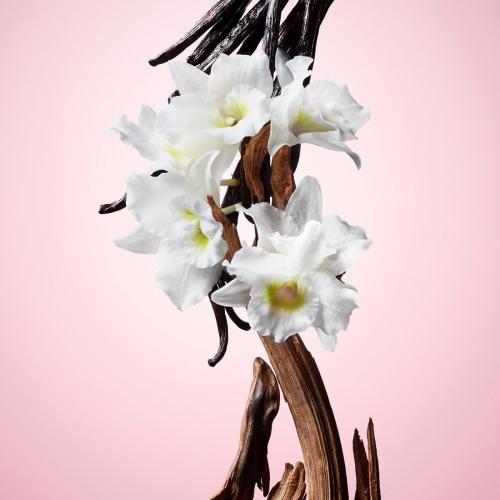 Flowerbomb, Viktor & Rolf