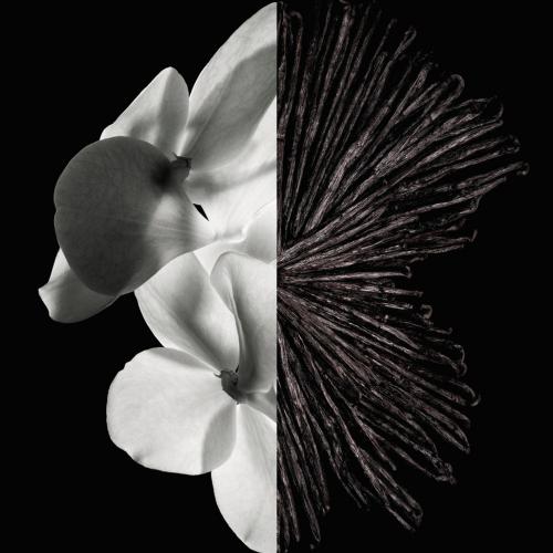 Givenchy Gentleman Eau de Parfum, Givenchy