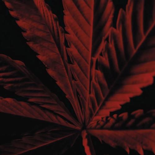 Habit Rouge L'Instinct, Guerlain