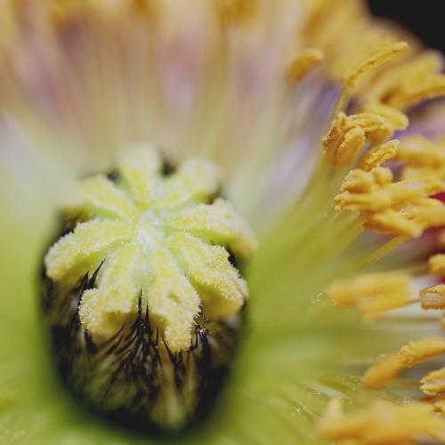 L'Eau Rêvée d'Alma, Sisley