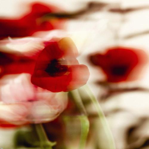 L'Eau Rêvée d'Aria, Sisley