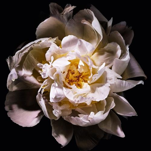 Yves Saint Laurent Mon Paris Lumière Eau de Toilette, Yves Saint Laurent