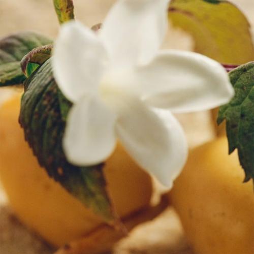 Nomade Jasmin Naturel Intense, Chloé