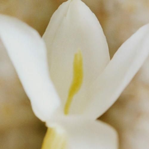 Nomade Jasmin Naturel Intense, Chloé