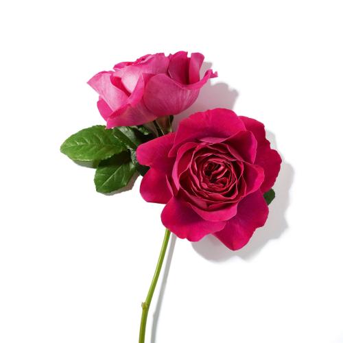 La Nuit Trésor, Lancôme