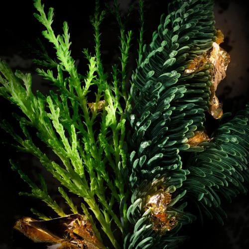 Spirit of The Brave, Diesel