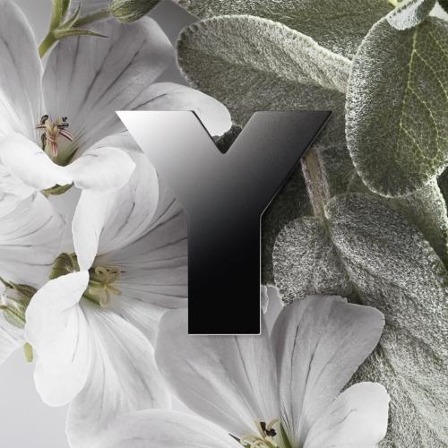 Y, Yves Saint Laurent