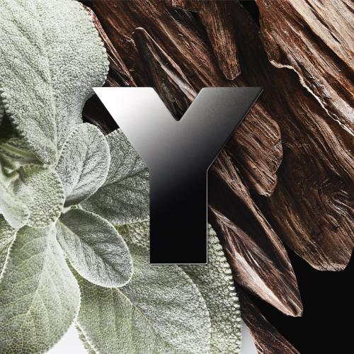 Y, Yves Saint Laurent