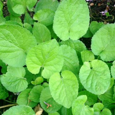 Parfum Feuille de violette, Feuille de violette en parfumerie | Olfastory