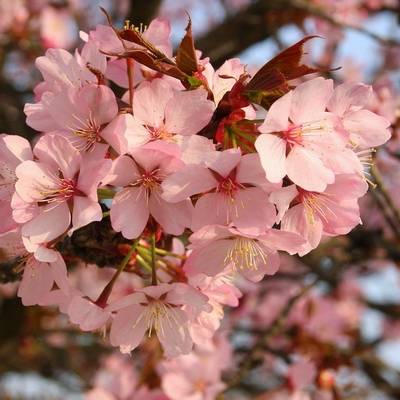 Parfum Fleur de Cerisier, Fleur de Cerisier en parfumerie