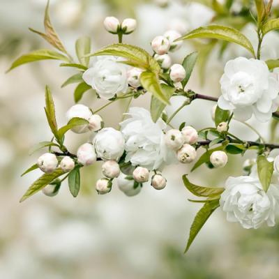 Parfum Fleurs Blanches, Fleurs Blanches en parfumerie | Olfastory
