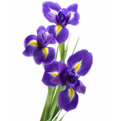 https://www.olfastory.com/sites/www.olfastory.com/files/styles/400x400/public/iris.jpg?itok=i-BUCkiC