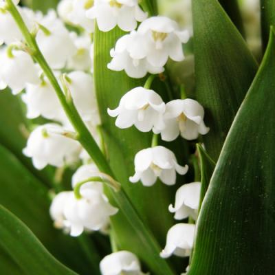Muguet en parfumerie