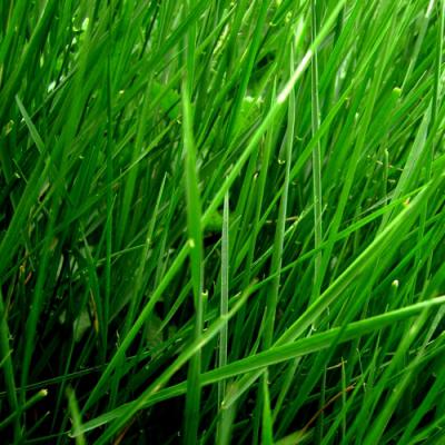 Parfum Note verte, Note verte en parfumerie | Olfastory